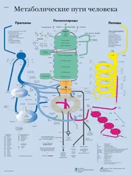 Плакат Обмен веществ ламинированный